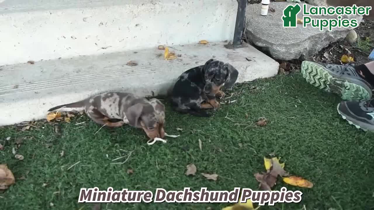 Miniature Dachshund dogs for sale: Boris - Video 1