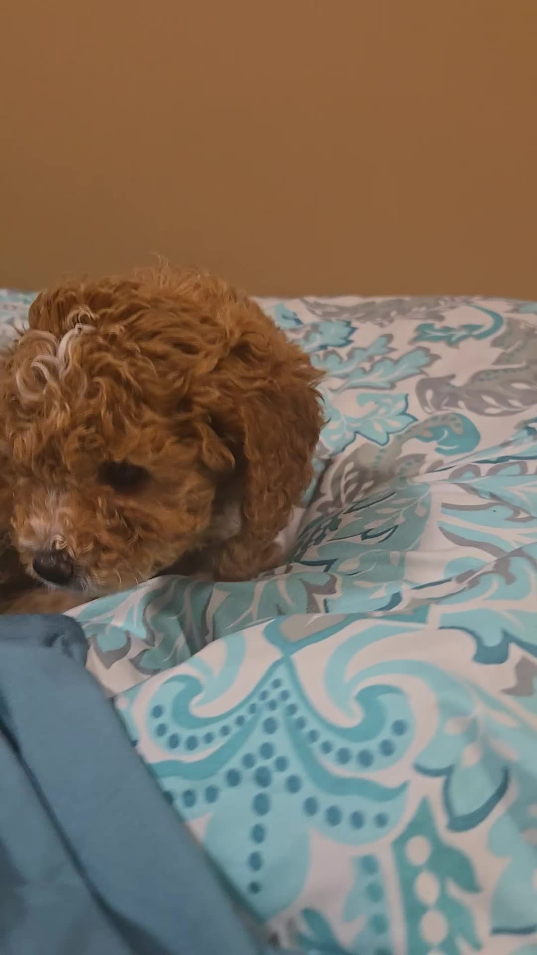 Cavapoo dogs for sale: Cavapoo Puppy 1 - Video 2