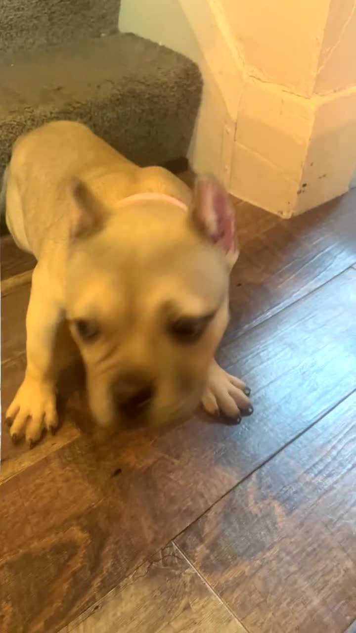American Bully dogs for sale: American Bully Puppy 2 - Video 1