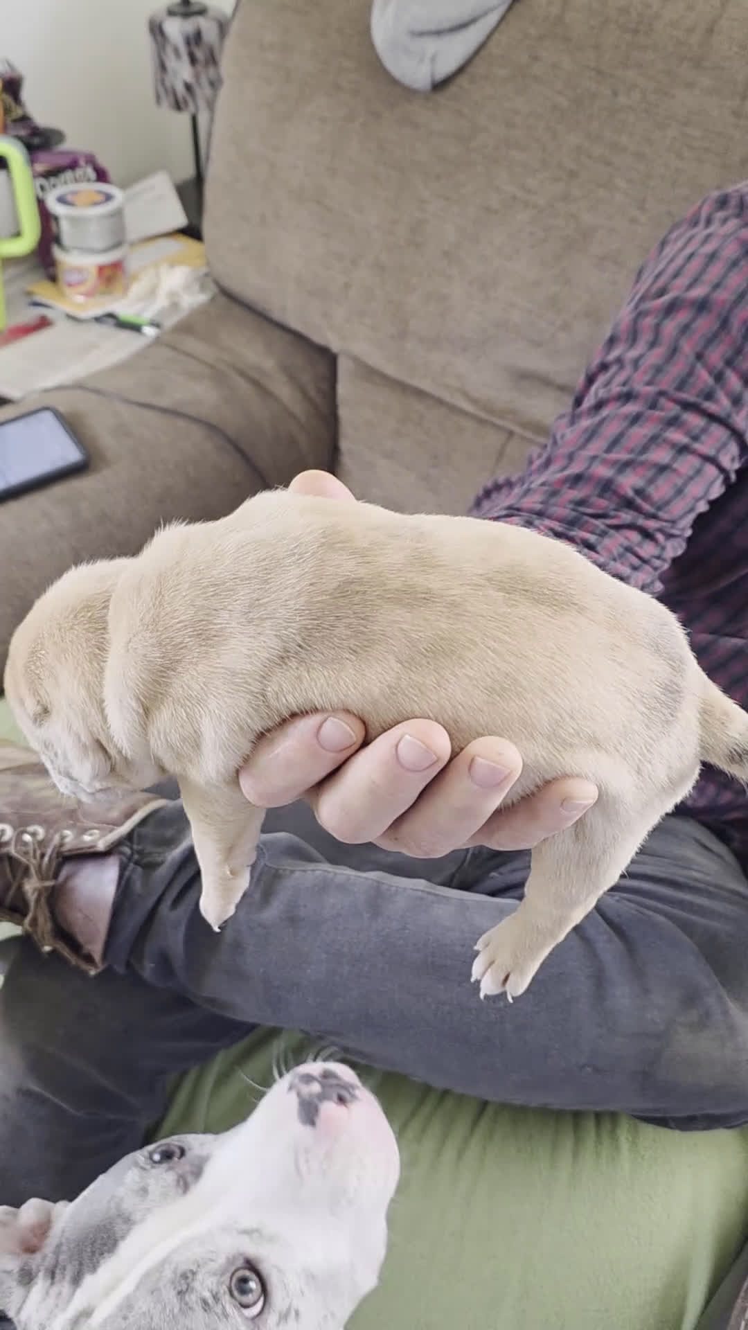 American Bully dogs for sale: Stella - Video 1