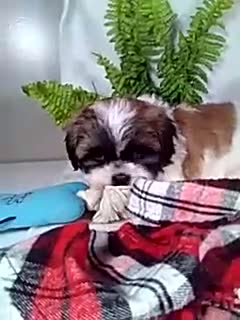 Shih Tzu dogs for sale: Archie - Video 1