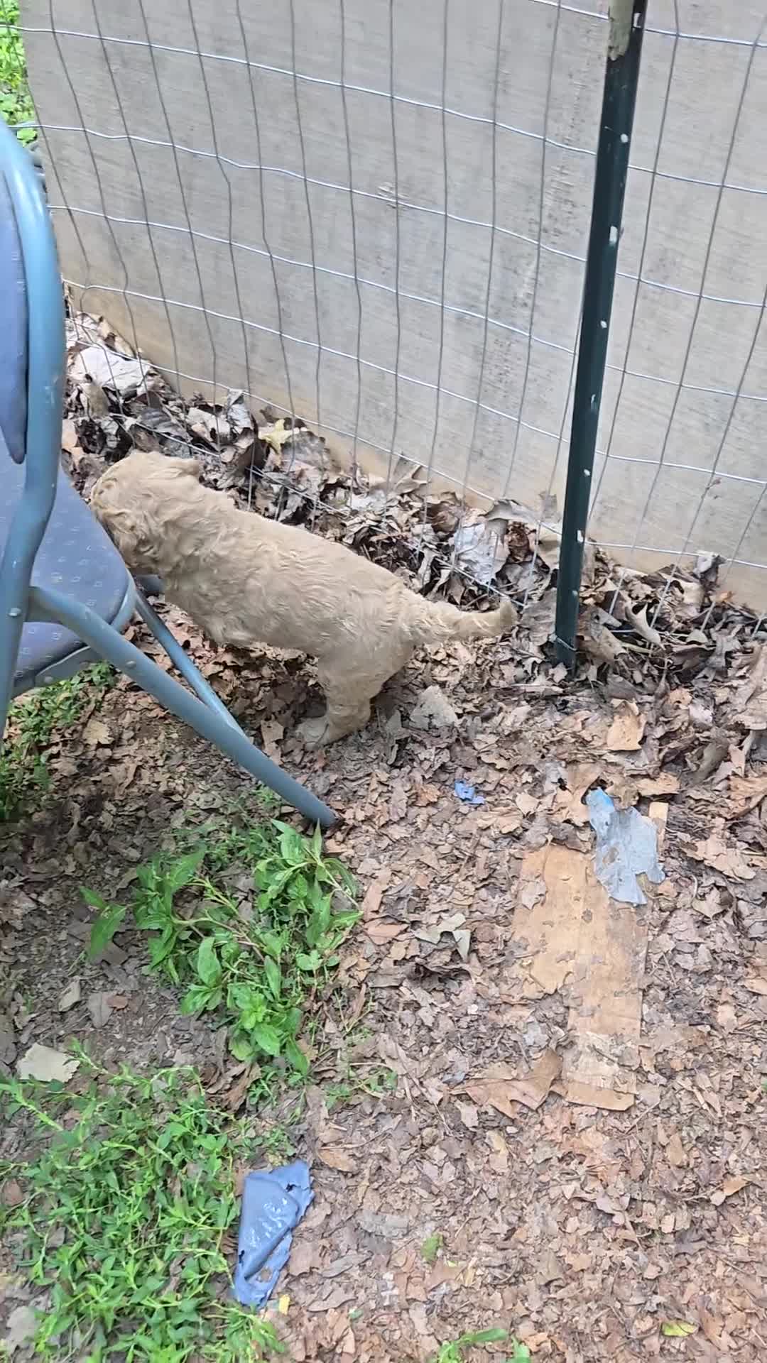 Standard Poodle dogs for sale: Honeysuckle - Video 1