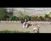 Mixed Breed dogs for sale: Misty - Video 1