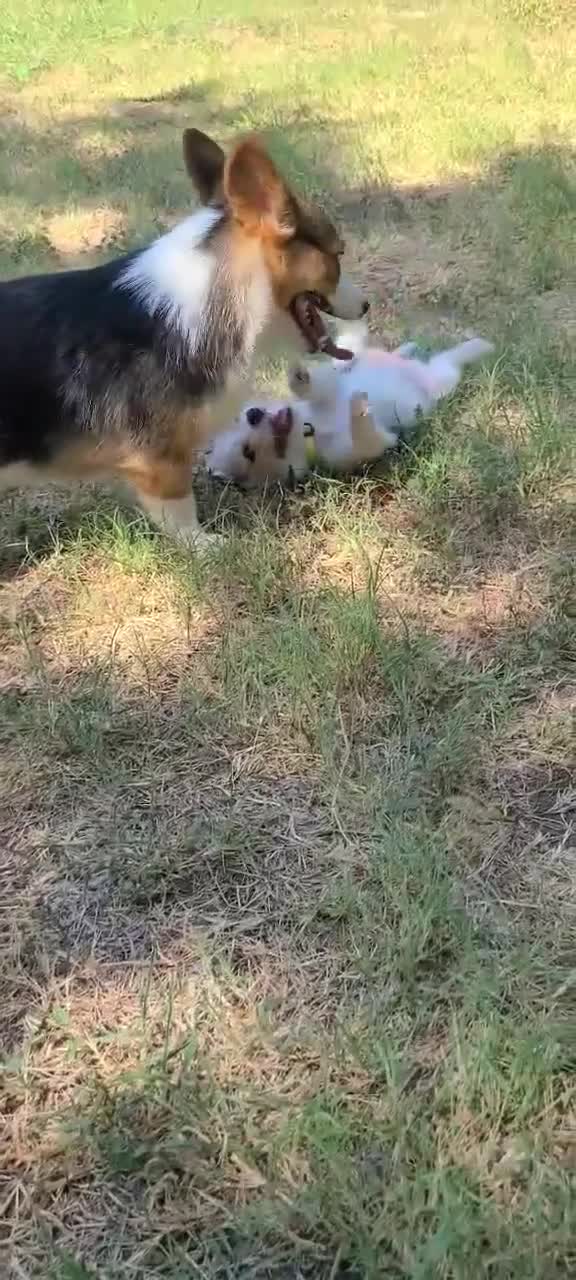 Mixed Breed dogs for sale: Lilly - Female - Whie/Black/Brown - Video 2