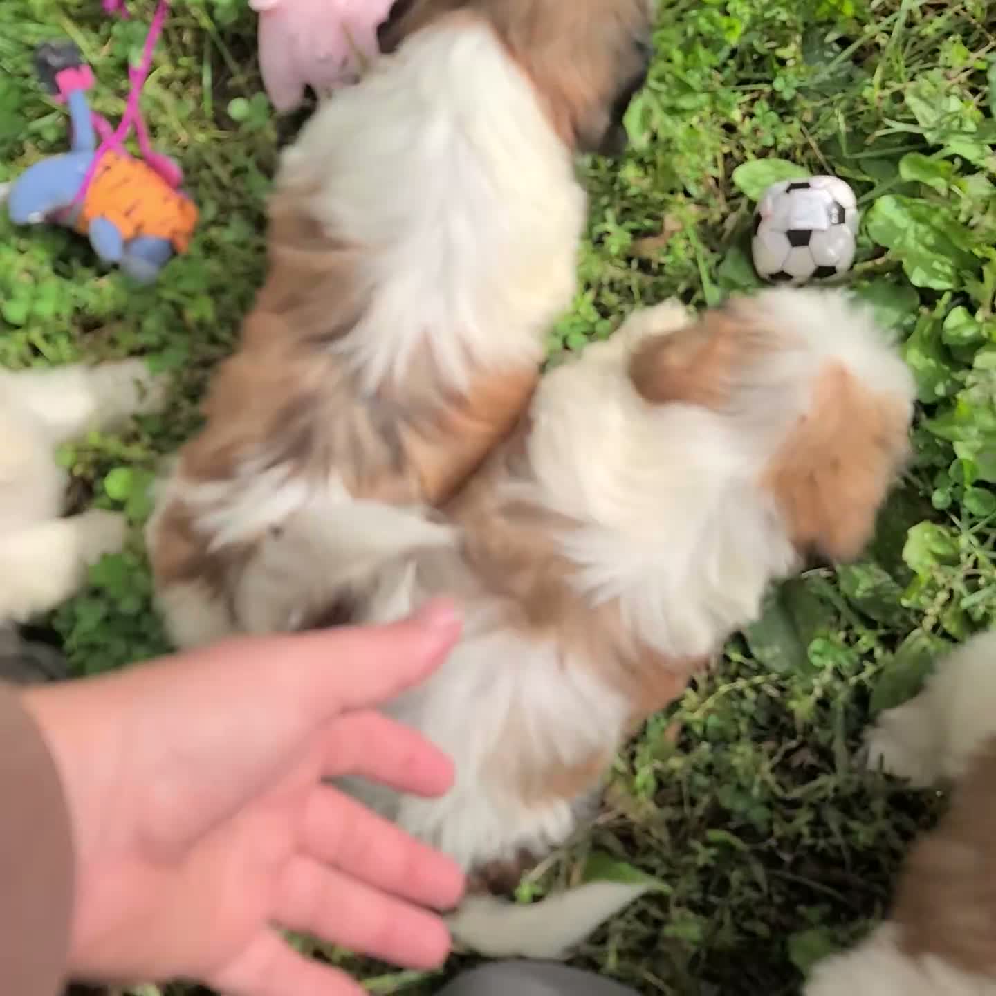 Shih Tzu dogs for sale: Cole - Video 1