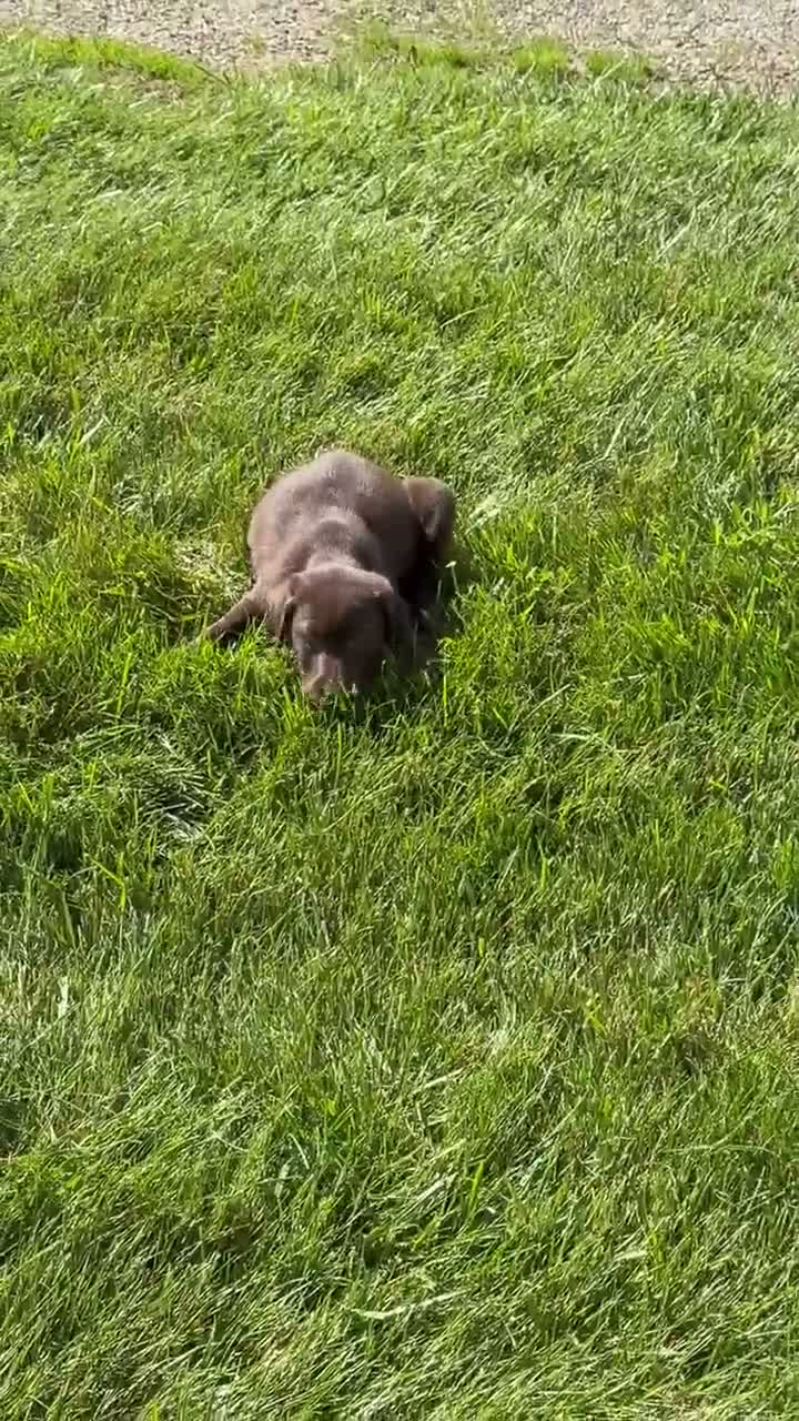 Labrador Retriever dogs for sale: Tucker  - Video 1