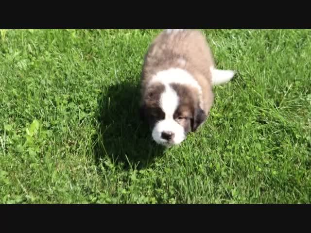 Saint Bernard dogs for sale: Marissa - Video 1