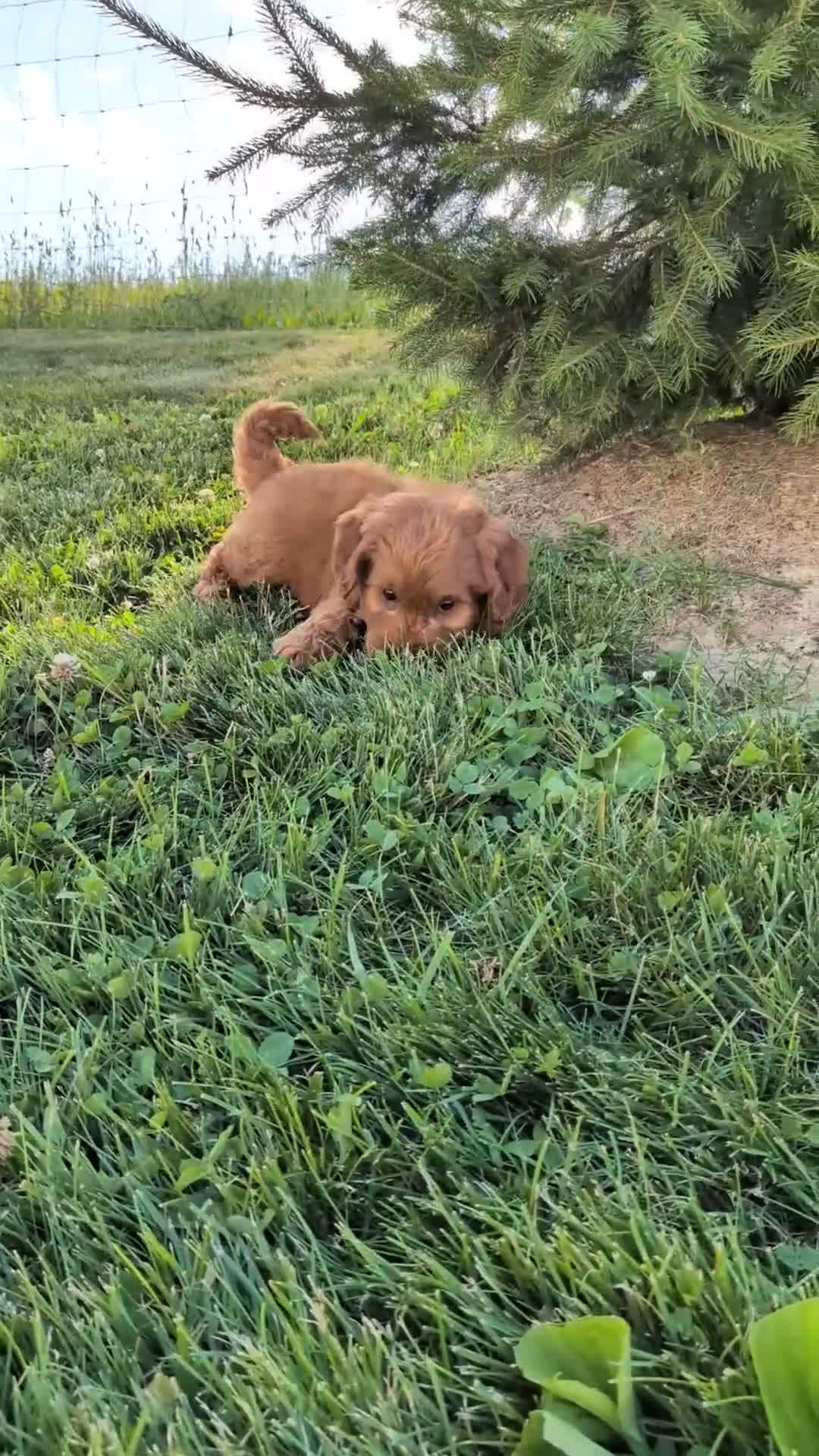 Mini Goldendoodle dogs for sale: Prince  - Video 1