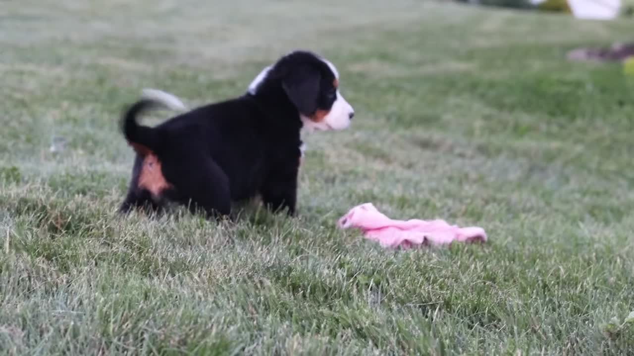 Bernese Mountain Dog dogs for sale: Juliette - Video 1