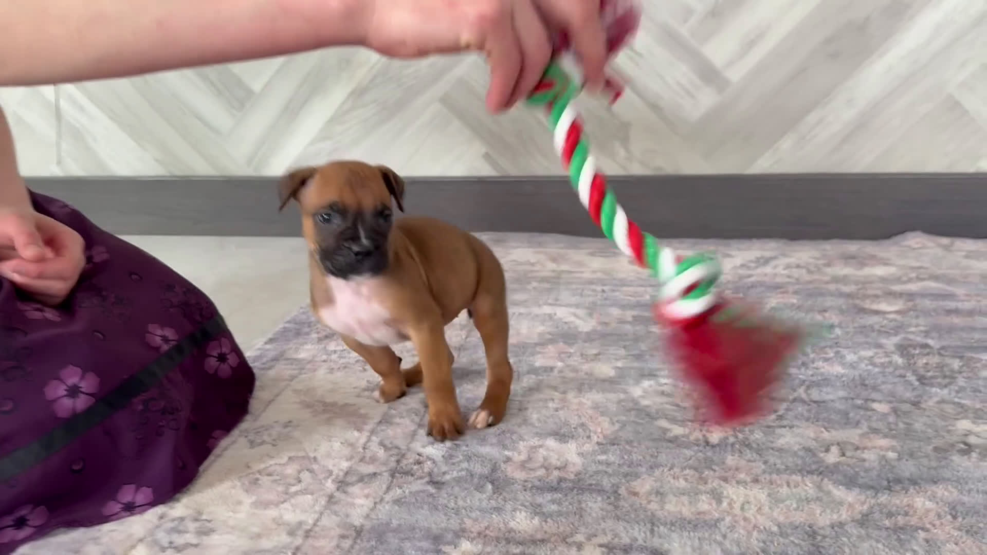 Boxer dogs for sale: Bethany - Video 3