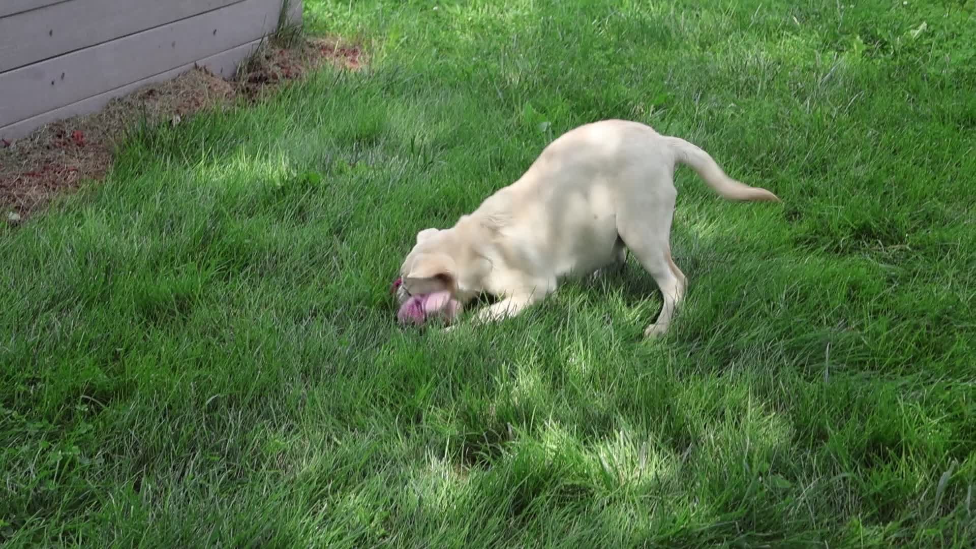Labrador Retriever dogs for sale: Silvermist - Video 1
