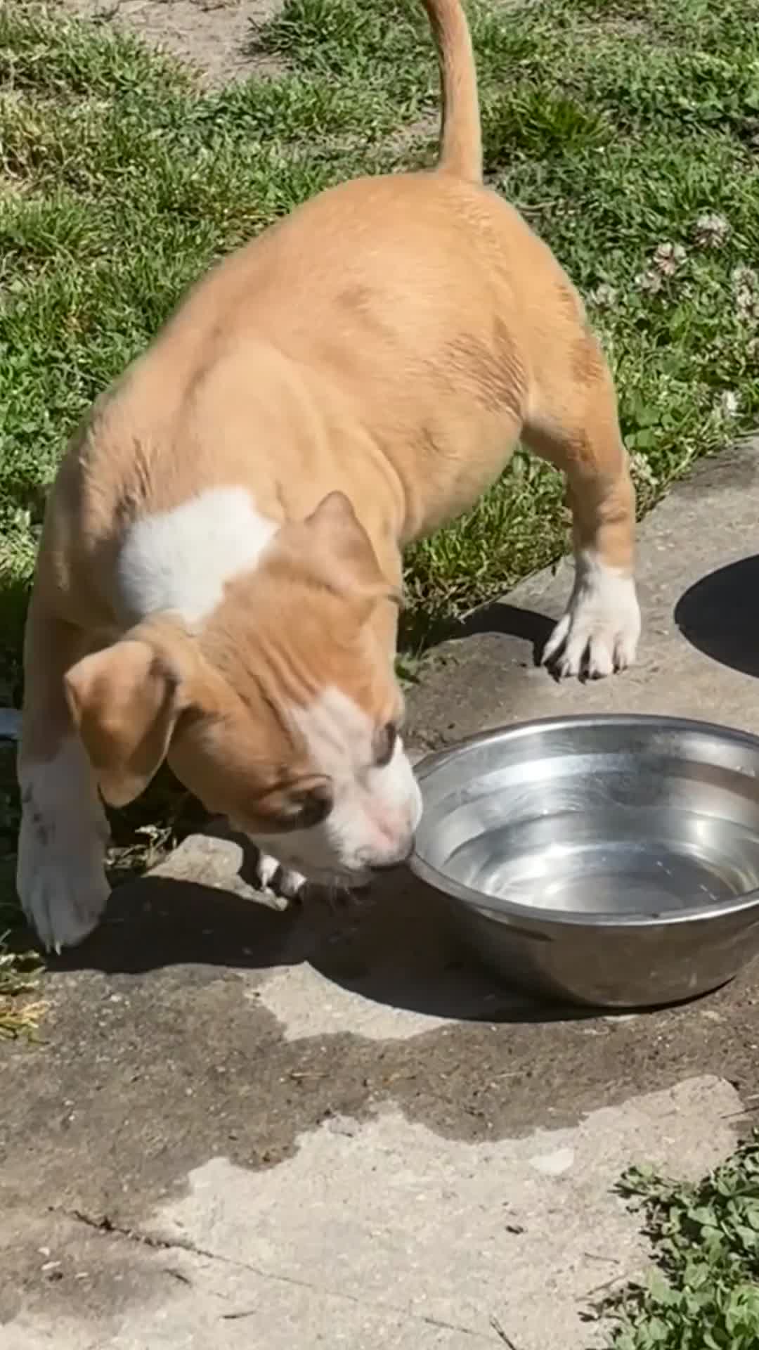 Mixed Breed dogs for sale: black eye  - Video 1