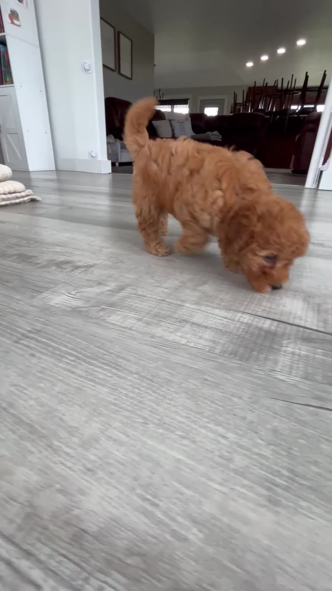 Mini Goldendoodle dogs for sale: Button - Video 1