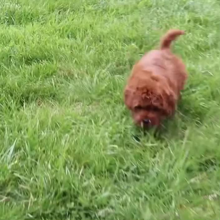 Cavapoo dogs for sale: Mr. Rambo - Video 2
