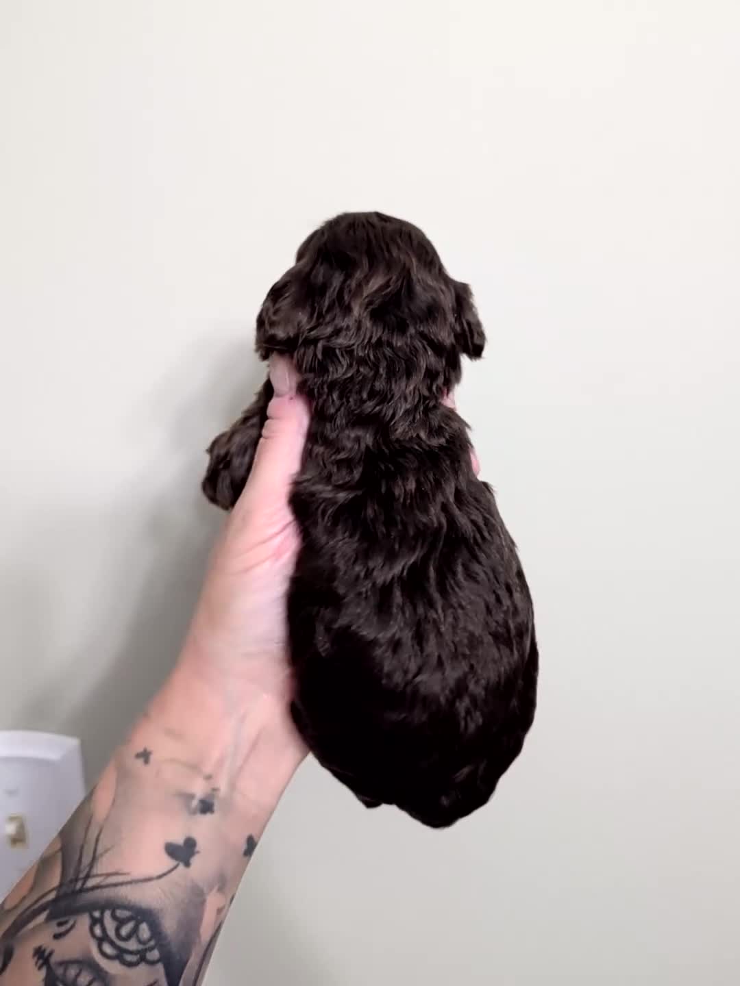 Miniature Poodle dogs for sale: Cecily  - Video 1