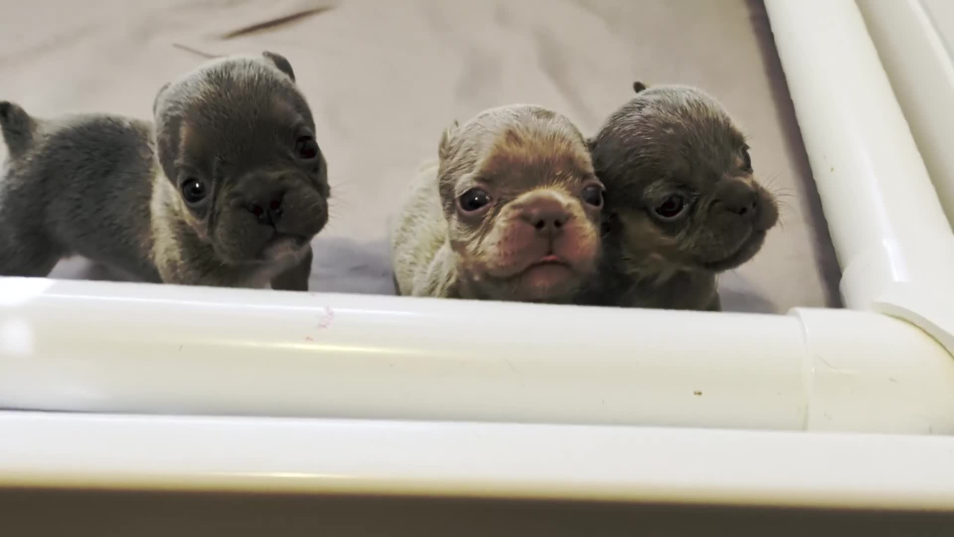French Bulldog dogs for sale: 🌙 Mochi - Video 1