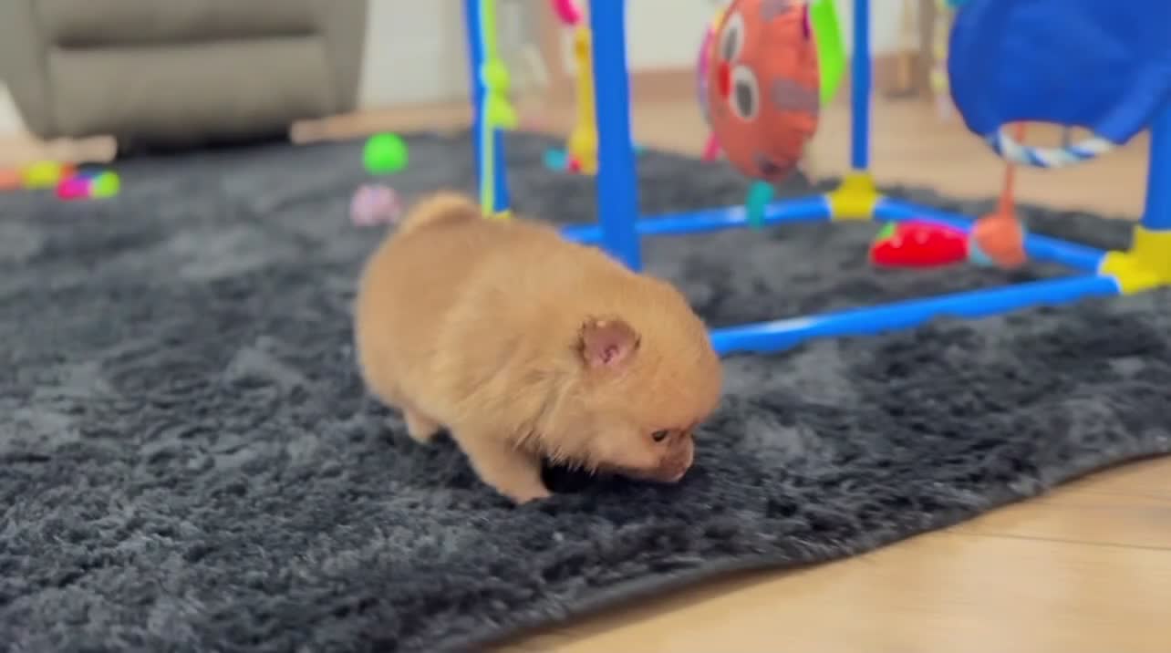 Pomeranian dogs for sale: Buddy - Video 1