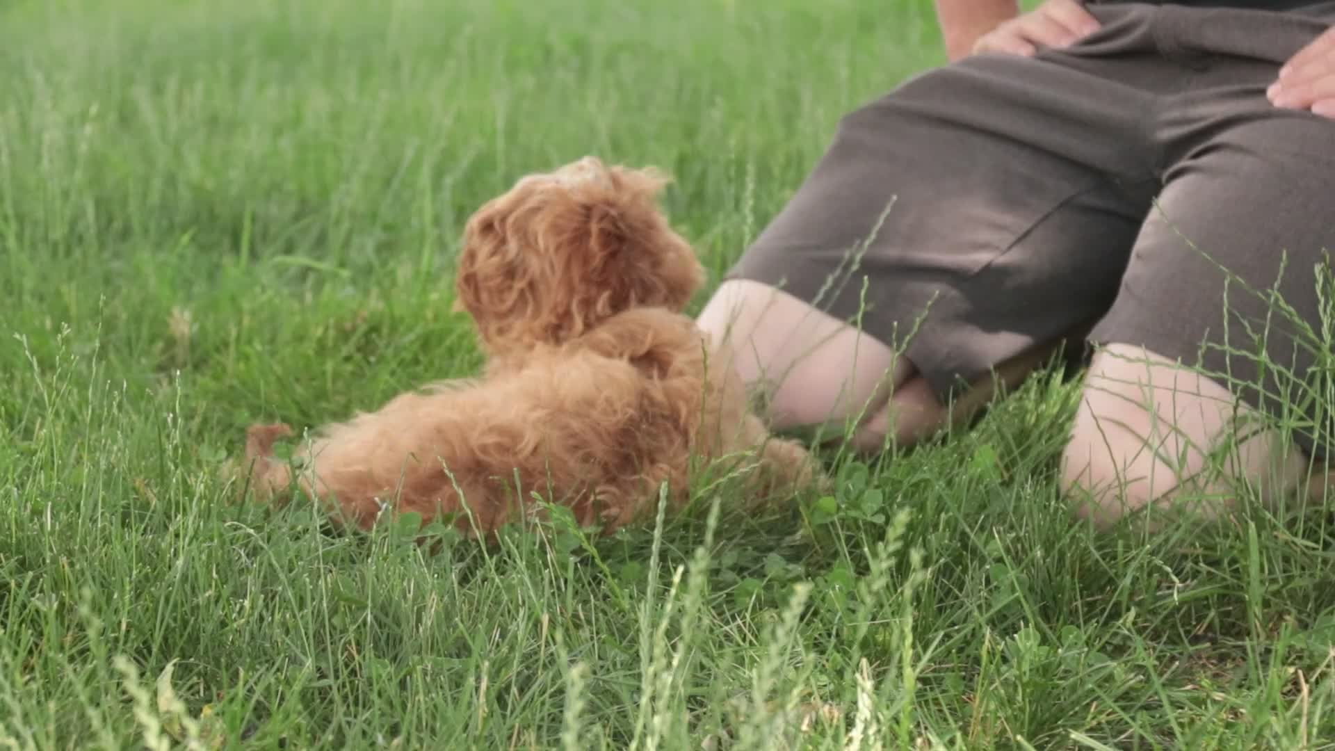 Cavapoo dogs for sale: Herbie - Video 1