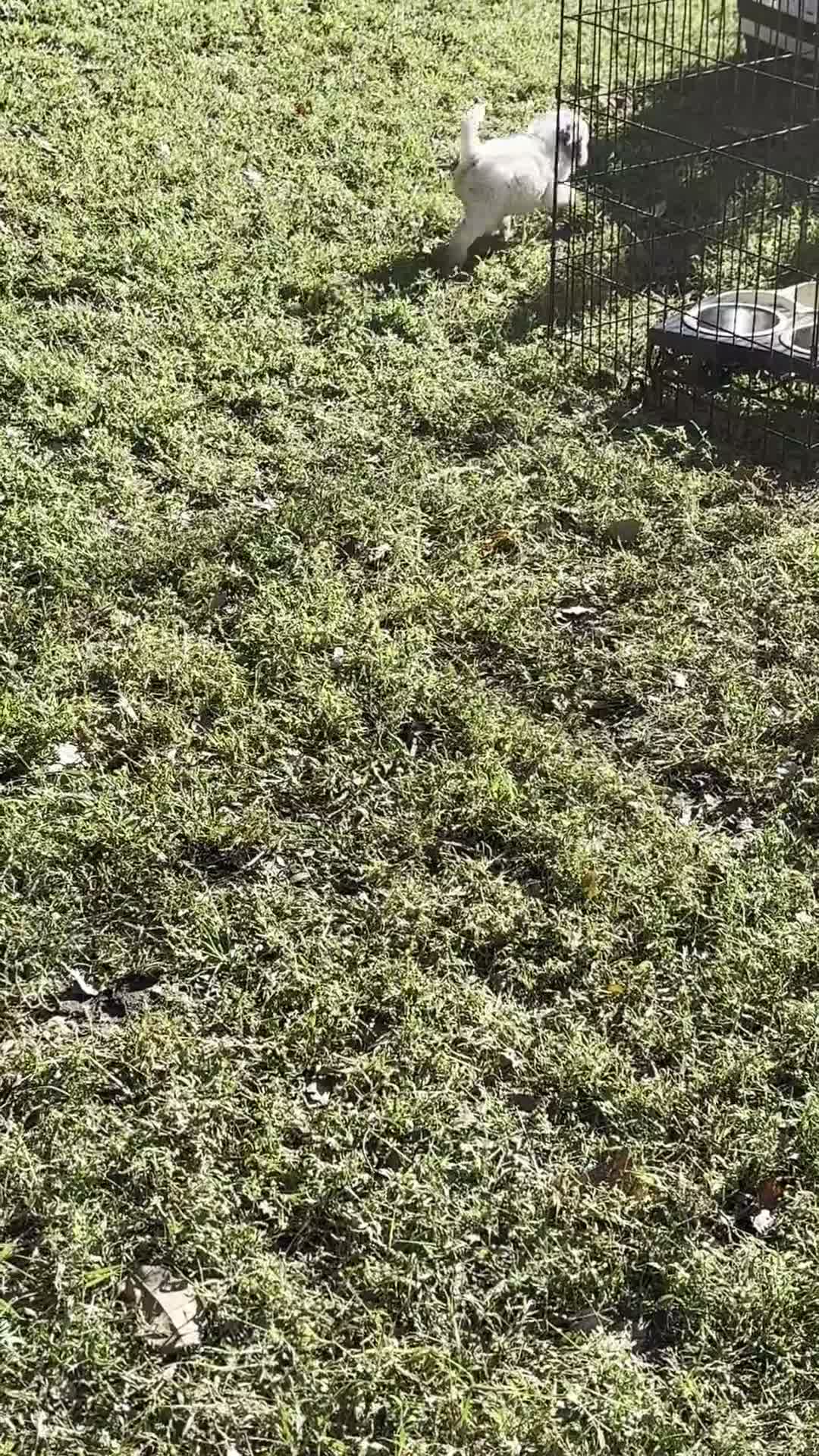 Mini Bernedoodle dogs for sale: Rosie - Video 1