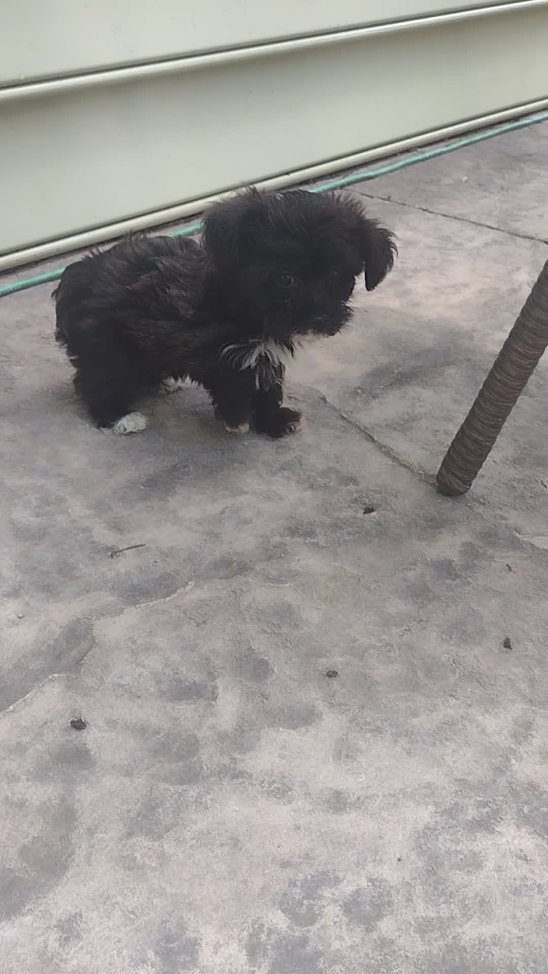 Yorkiepoo dogs for sale: Lily - Video 5