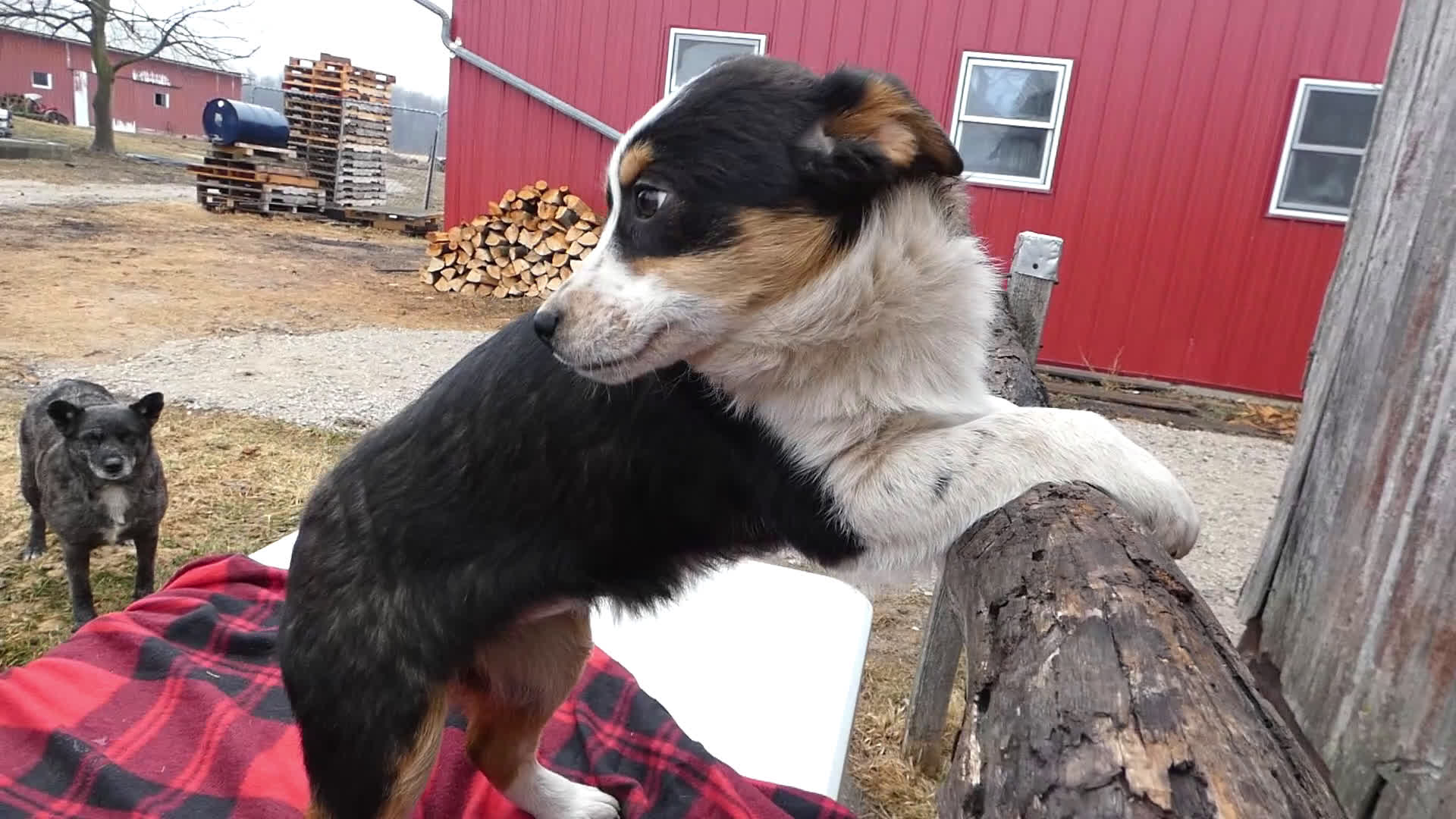 Mixed Breed dogs for sale: Mixed Breed Puppy 3 Macy - Video 1