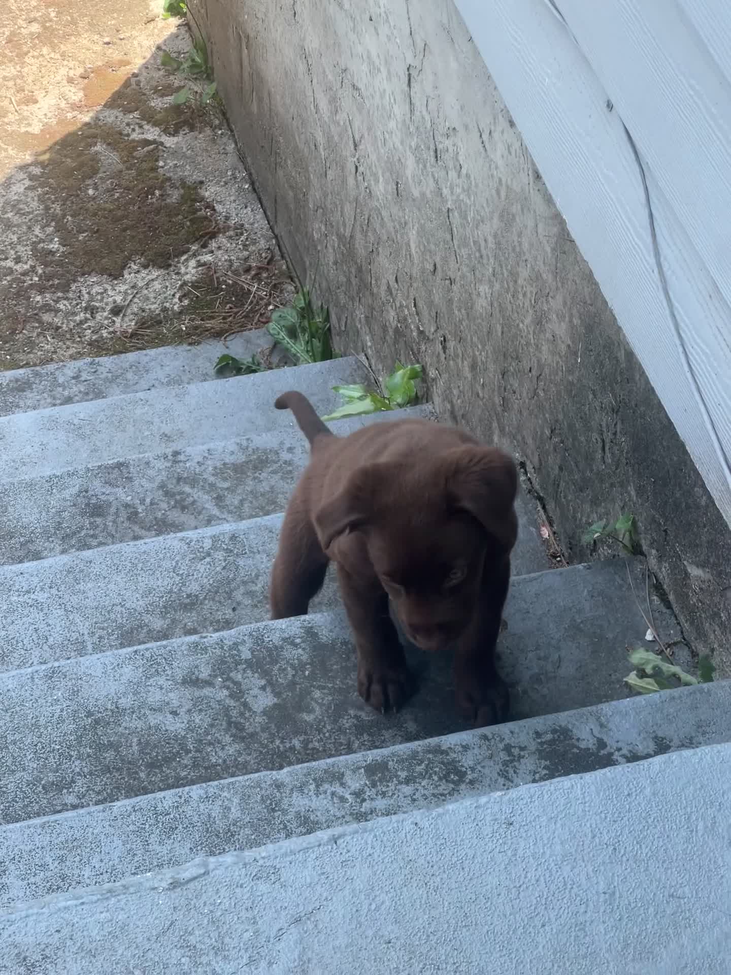 Labrador Retriever dogs for sale: Mocha - Video 1