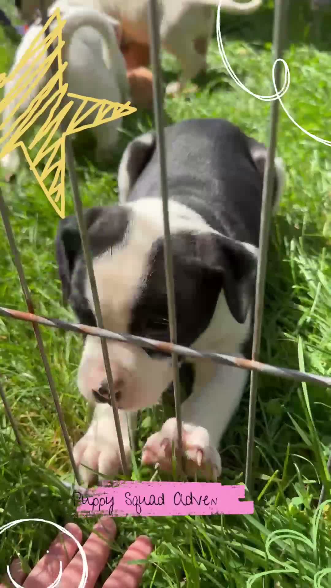 American Bulldog dogs for sale: Female 2 - Video 1