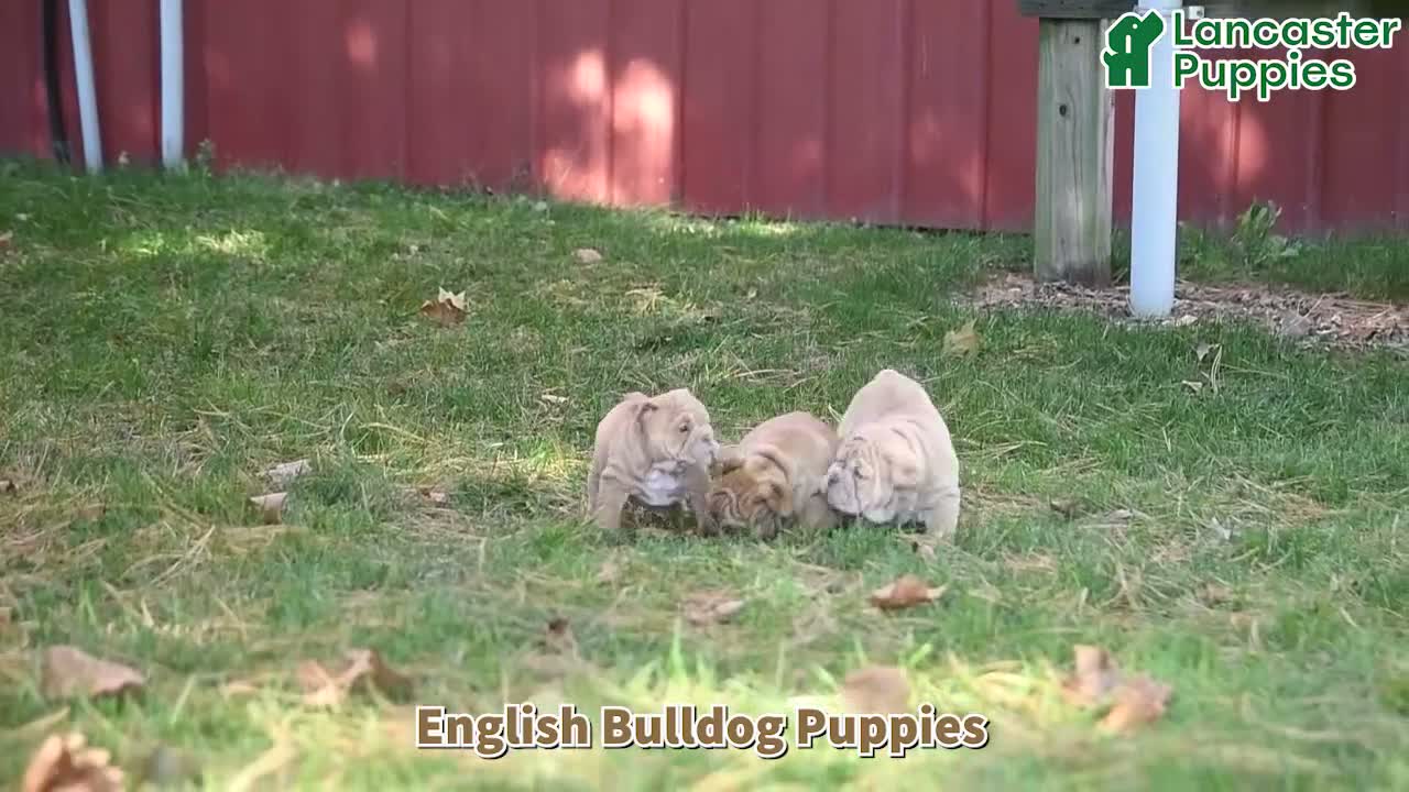 English Bulldog dogs for sale: Fern - Video 1