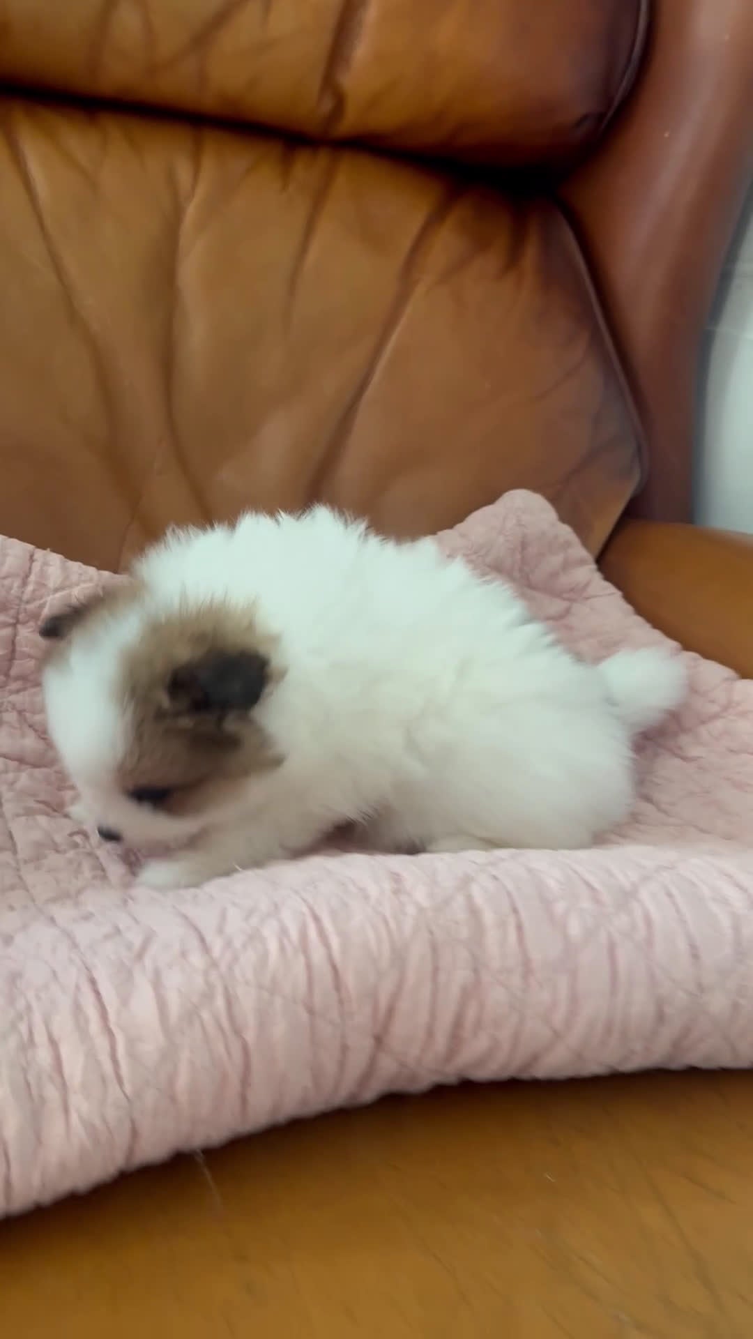 Pomeranian dogs for sale: Pomeranian Puppy 3 - Video 1