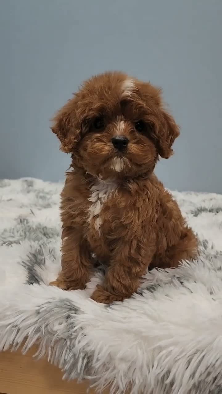 Cavapoo dogs for sale: Darla - Video 1