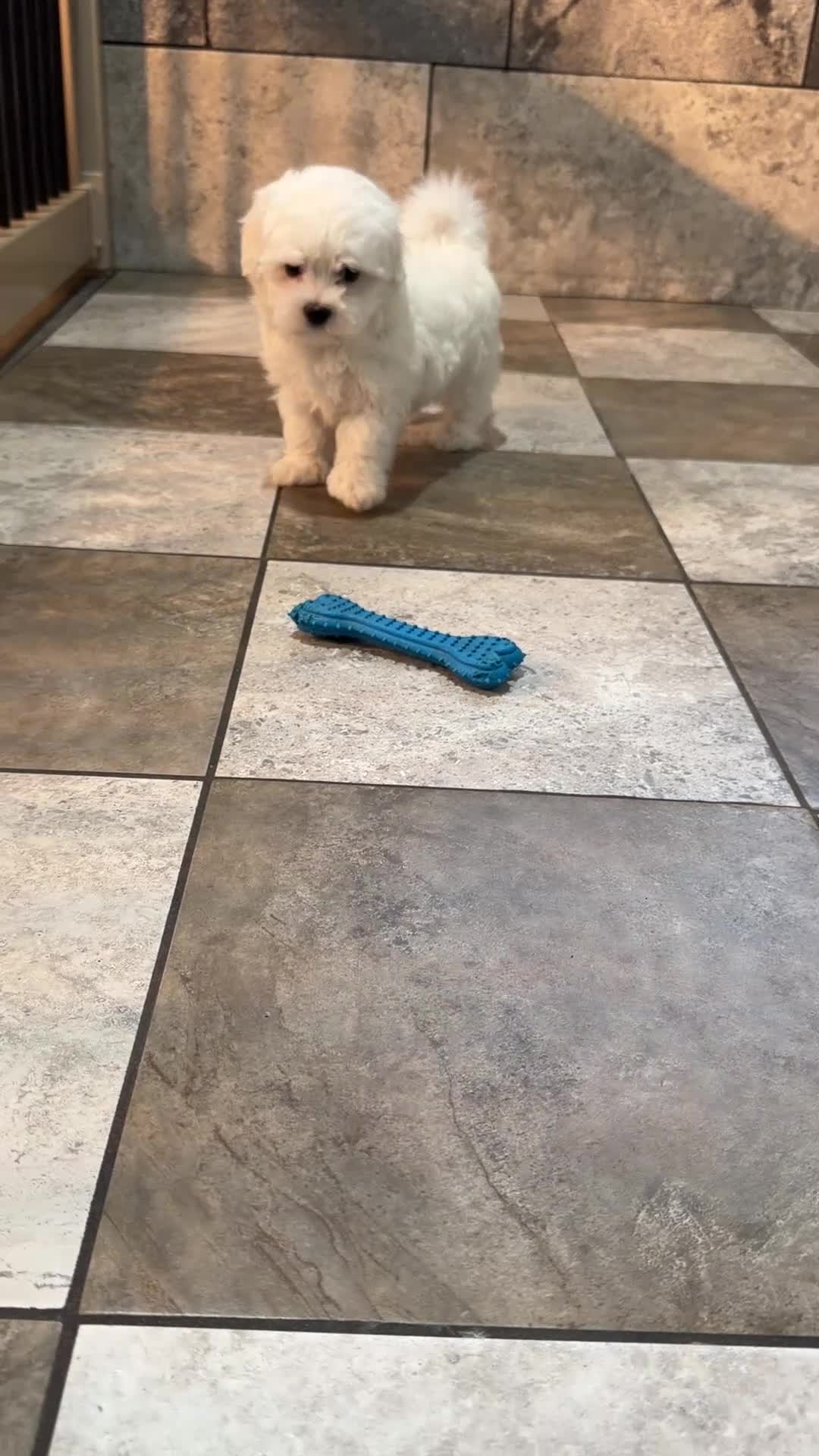 Maltese dogs for sale: Archie - Video 1