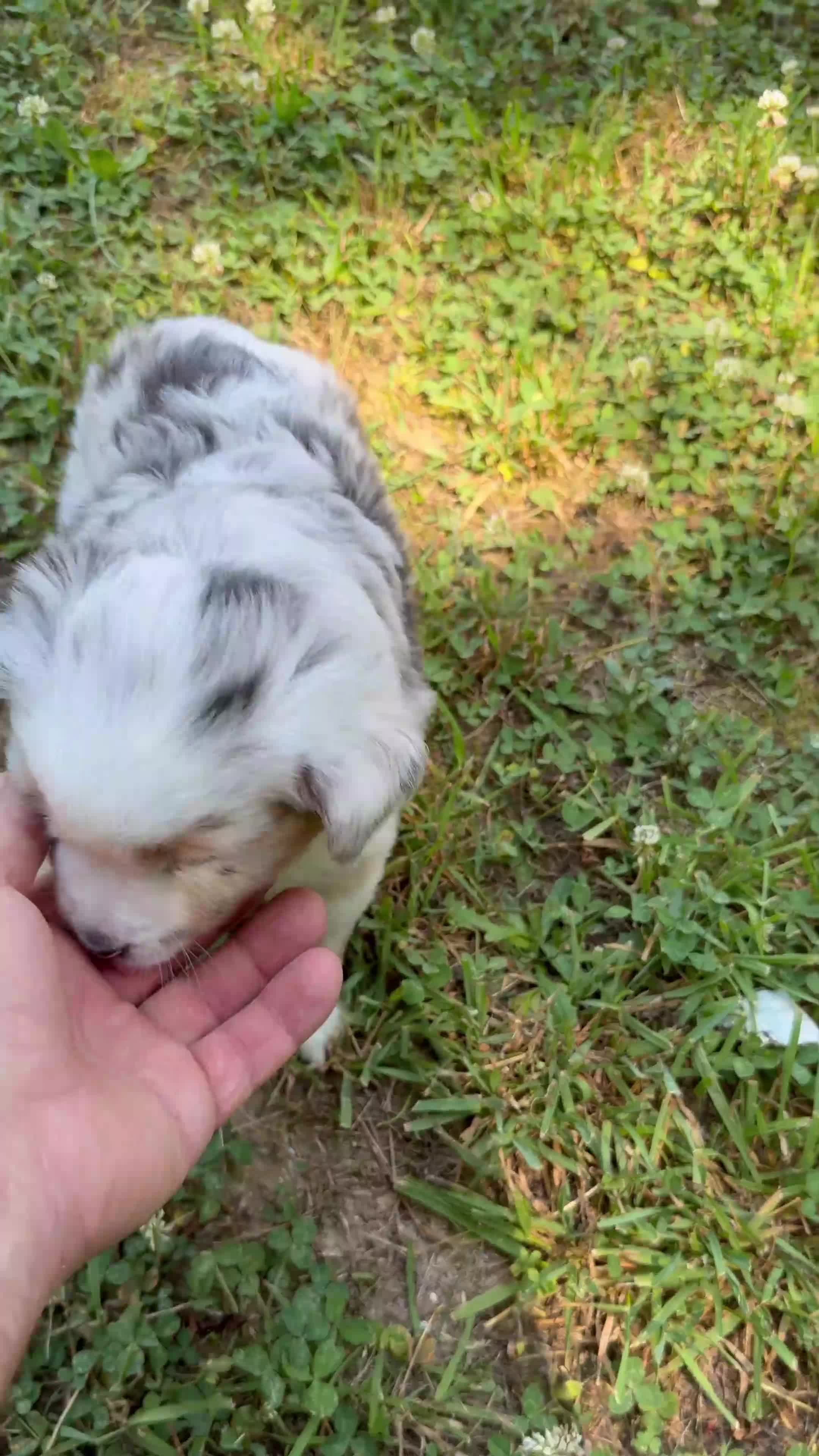 Miniature Australian Shepherd dogs for sale: Princess - Video 1