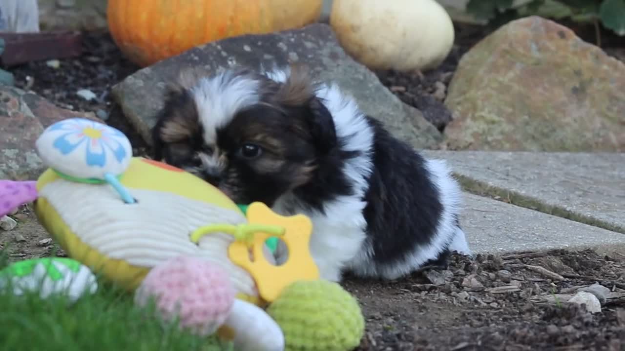 Shih Tzu dogs for sale: Lucy - Video 2