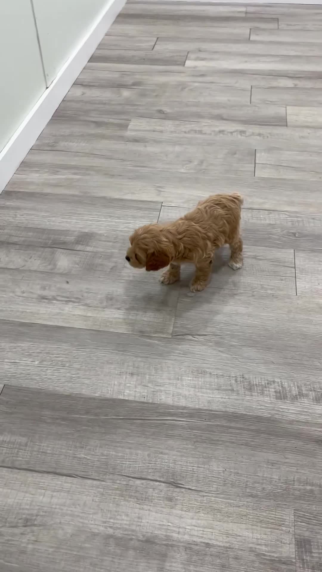 Cockapoo dogs for sale: Rainey - Video 1