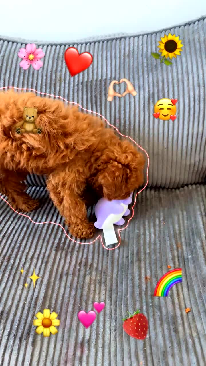 Toy Poodle dogs for sale: Toy Poodle Puppy 1 - Video 1
