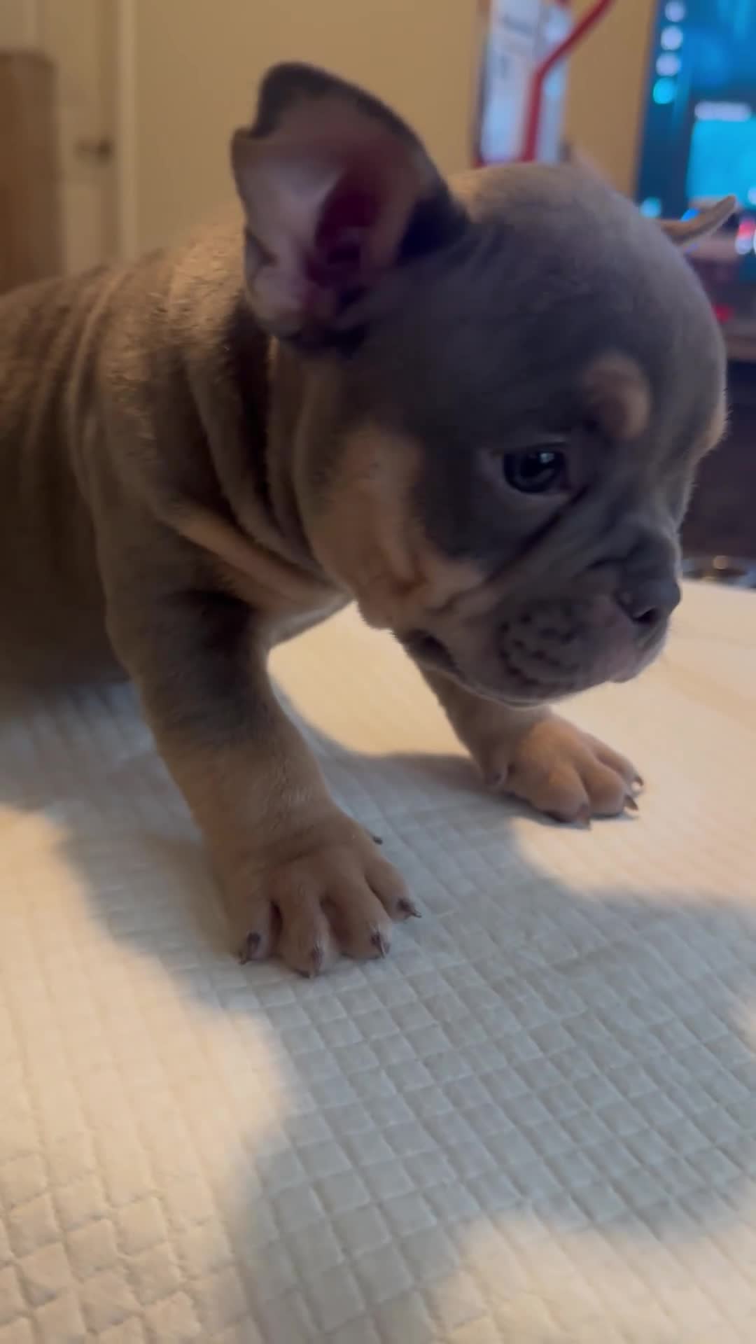 American Bully dogs for sale: Indica - Video 1
