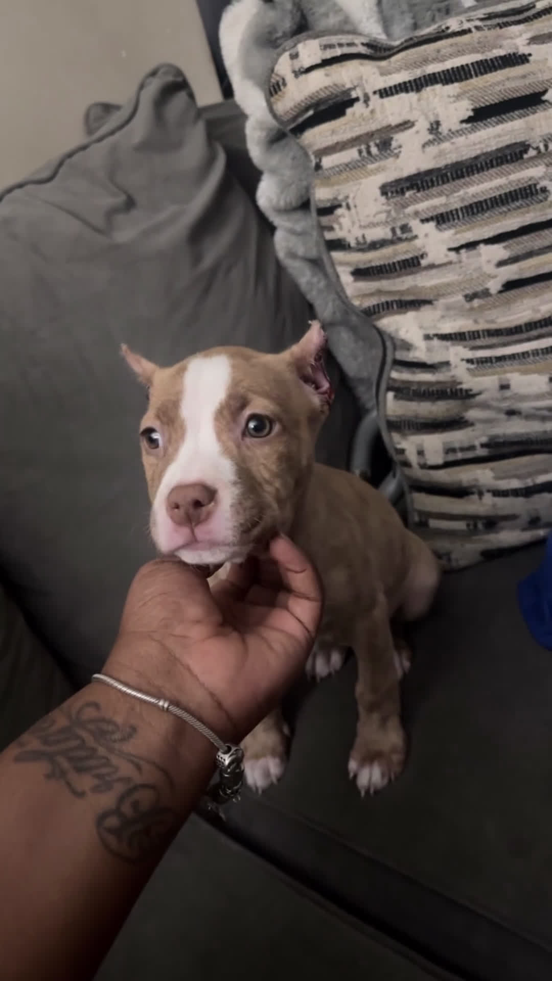 American Bully dogs for sale: American Bully Puppy 5 - Video 1