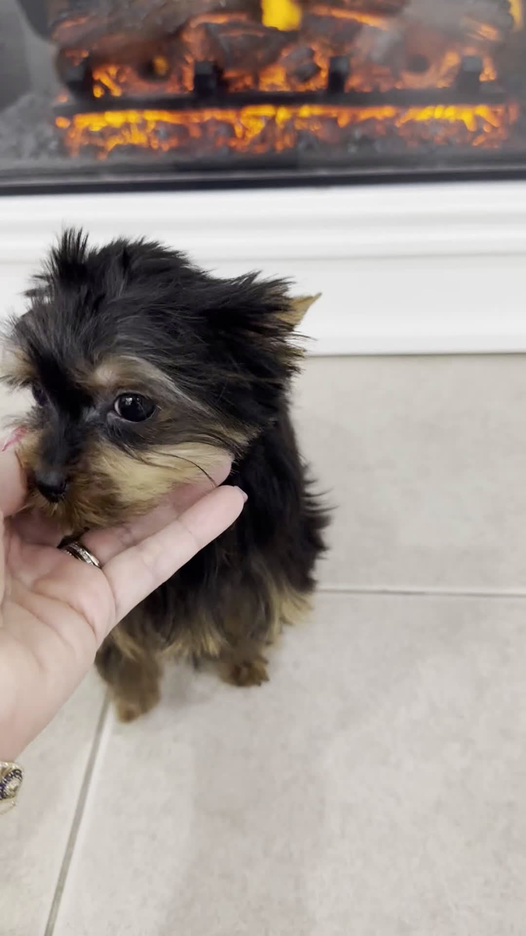 Yorkshire Terrier dogs for sale: Teacup Yorkshire Terrier  - Video 3