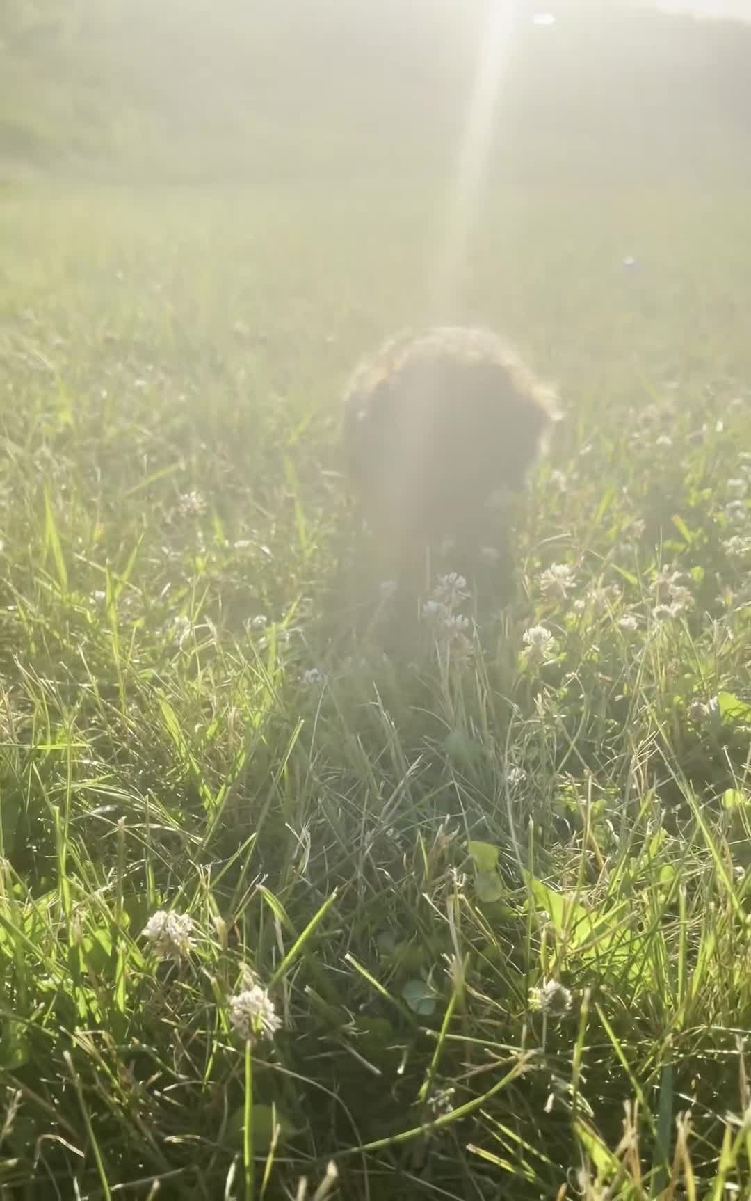 Toy Poodle dogs for sale: Charming AKC - Video 1