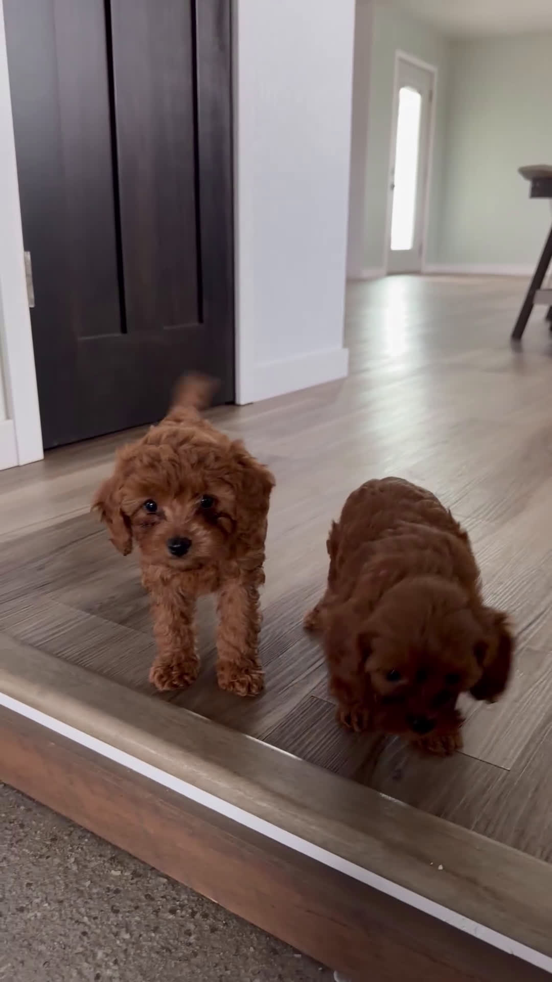 Cavapoo dogs for sale: Cavapoo Puppy 2 - Video 1