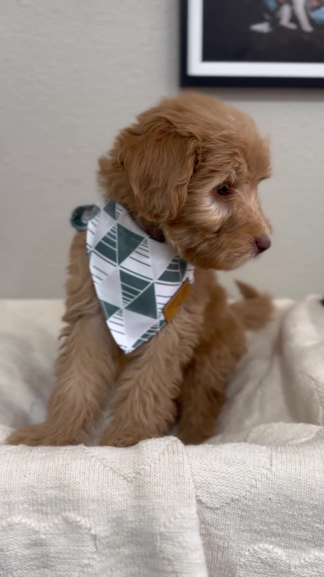 Mini Bernedoodle dogs for sale: Mini Bernedoodle Biscotti-Red Collar - Video 1