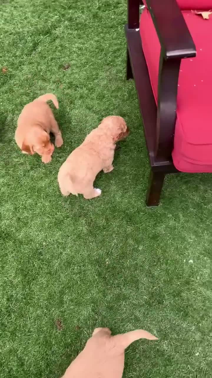 Labradoodle dogs for sale: Penny  - Video 2