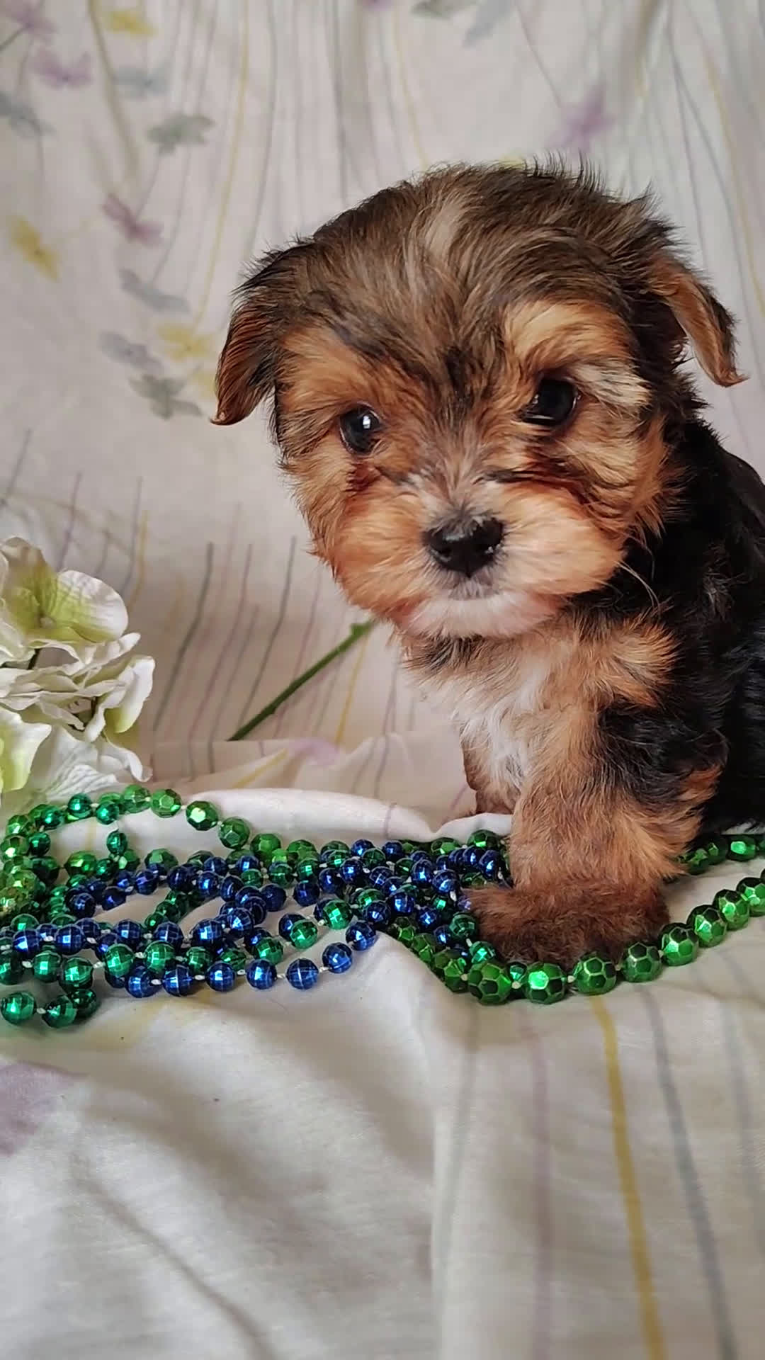 Yorkshire Terrier dogs for sale: Benson - Video 1