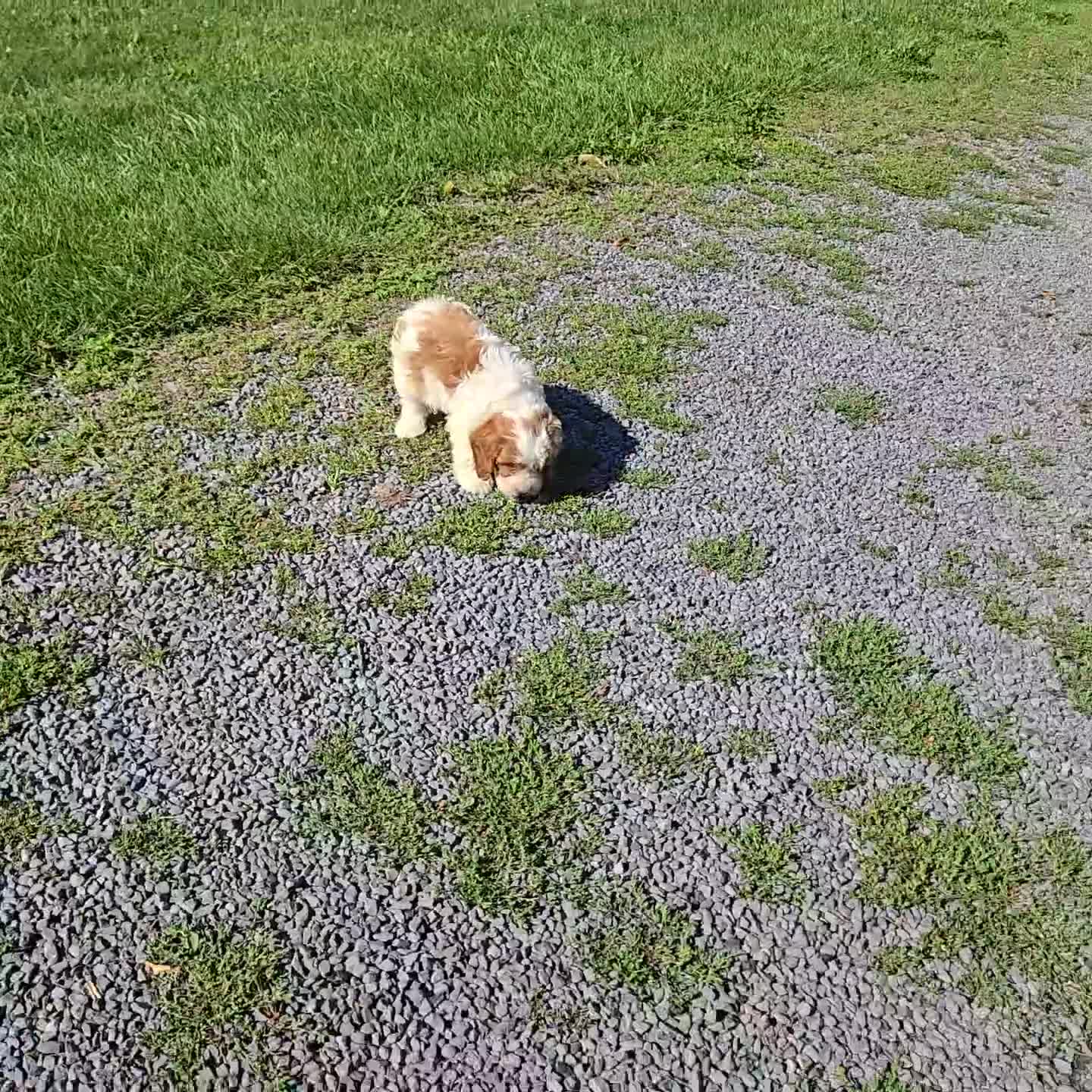 Cavapoo dogs for sale: Ricky - Video 1