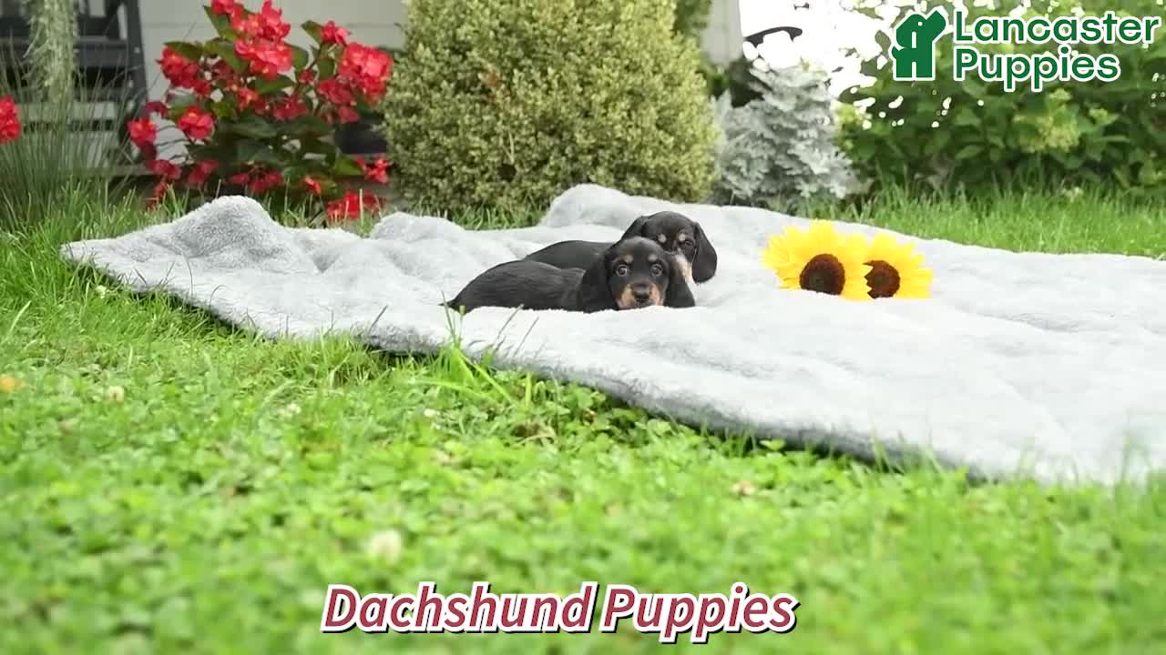 Dachshund dogs for sale: Rosy - Video 1