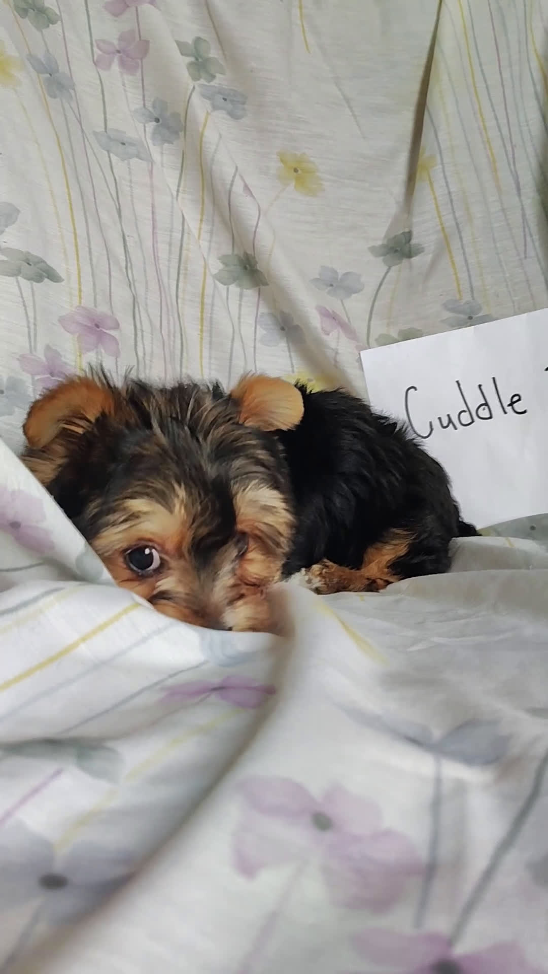Yorkshire Terrier dogs for sale: Yorkshire Terrier Puppy 1 - Video 1