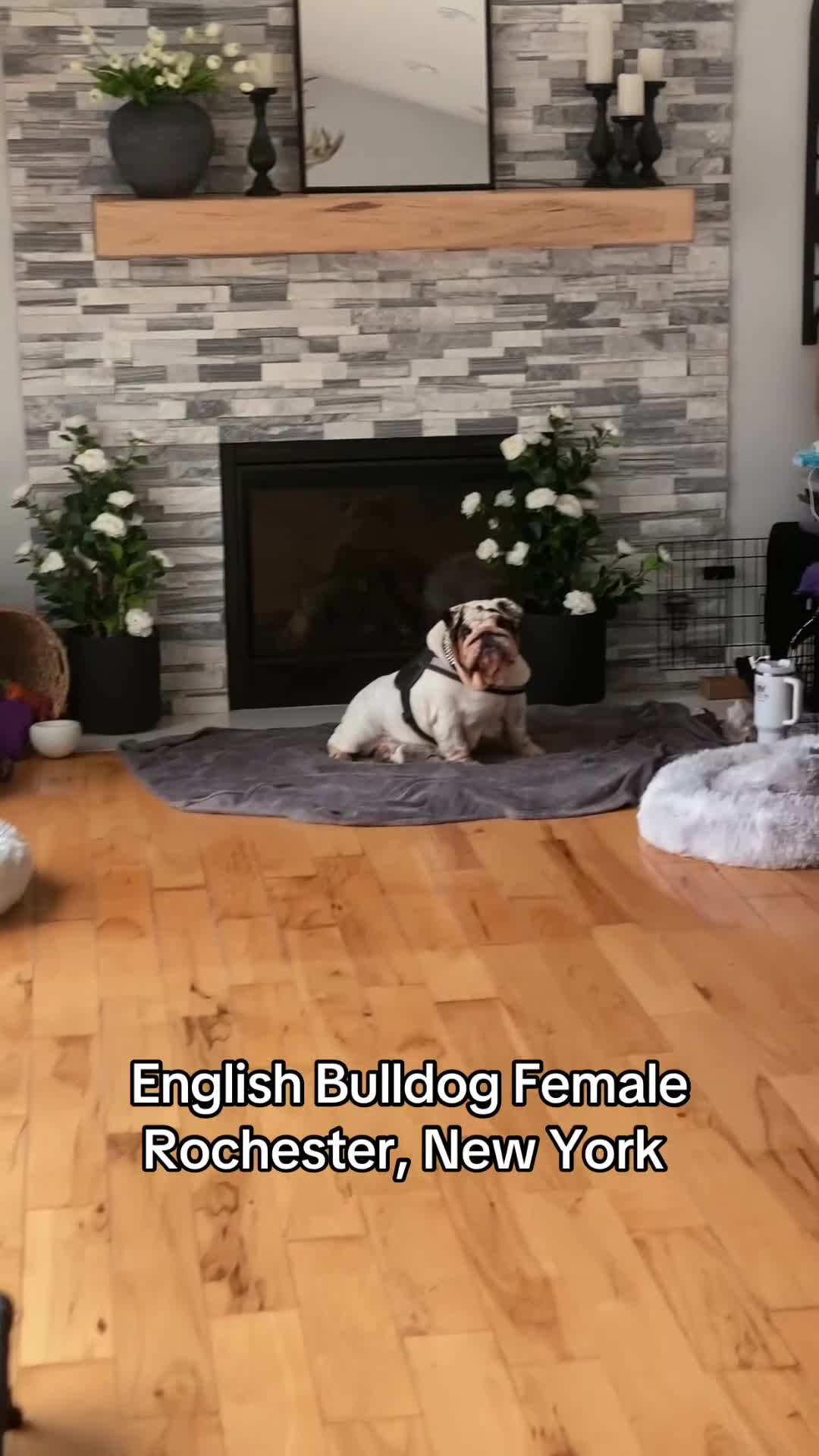English Bulldog dogs for sale: Eva - Video 1