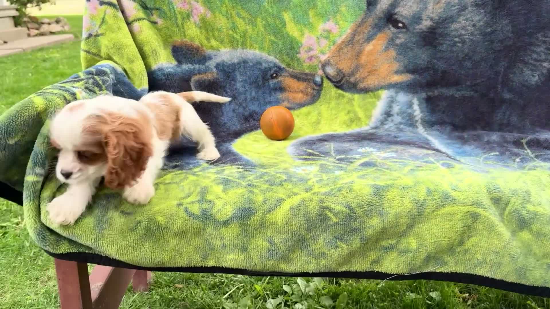 Mixed Breed dogs for sale: Janie - Video 1