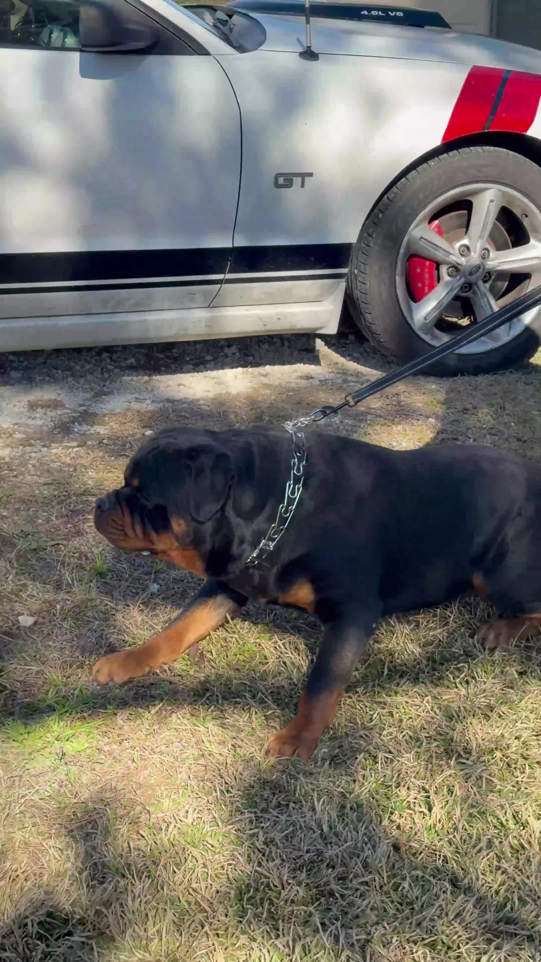 Rottweiler dogs for sale: Maximus Jr - Red Collar  - Video 3