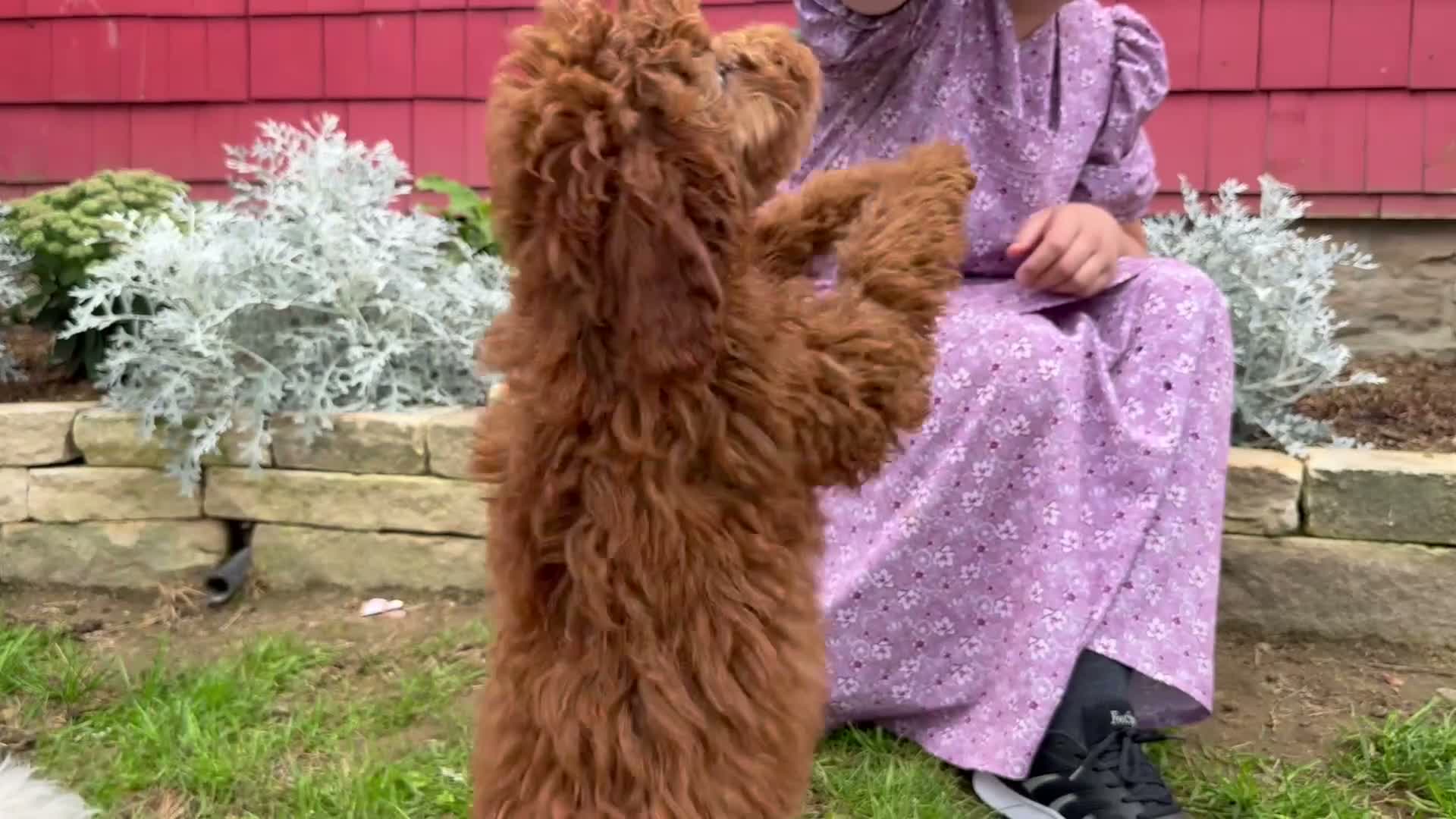 Mini Goldendoodle dogs for sale: Chrissy - Video 1